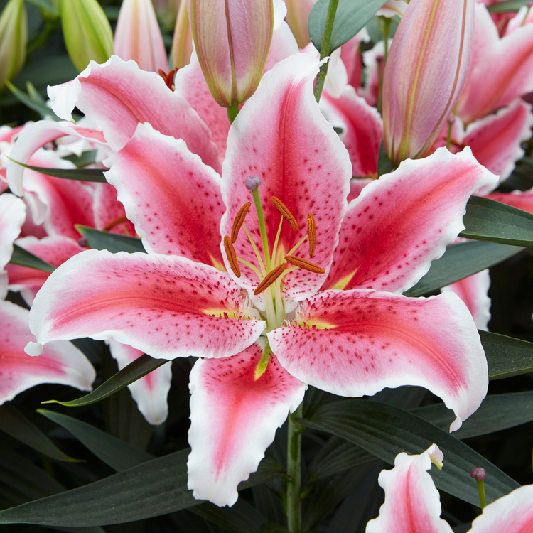 asiatic lily shoots Lily Oriental Tasman (Spring)