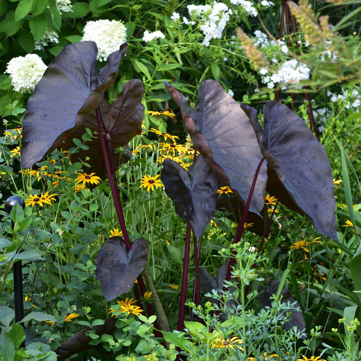 Colocasia Esculenta Diamond Head