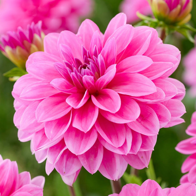 Dahlia Waterlily Onesta