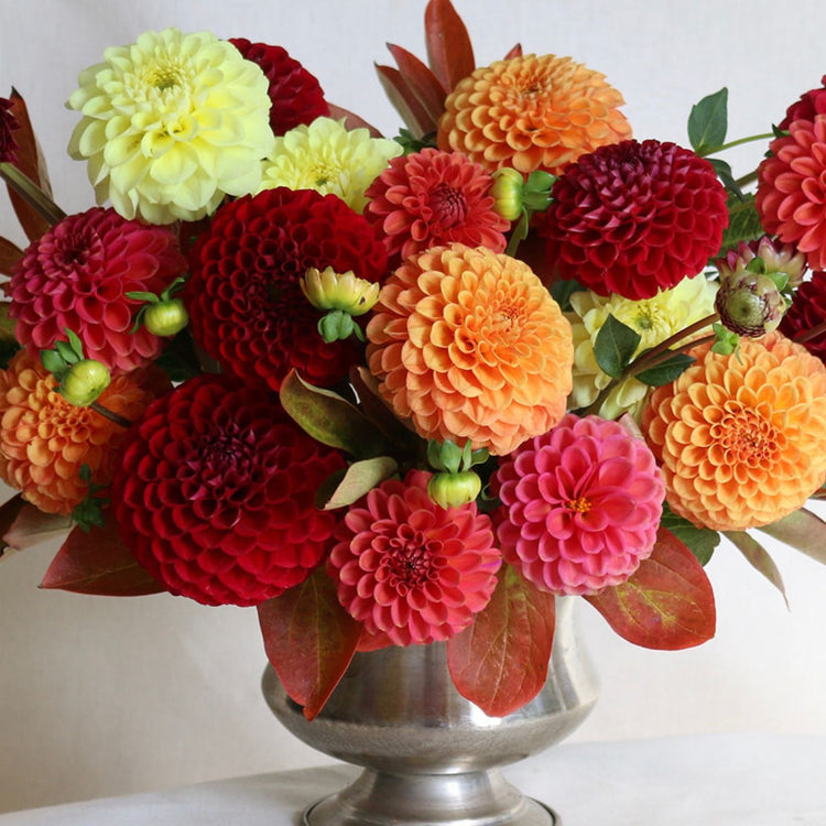 Dahlia Ball Zundert Mystery Fox