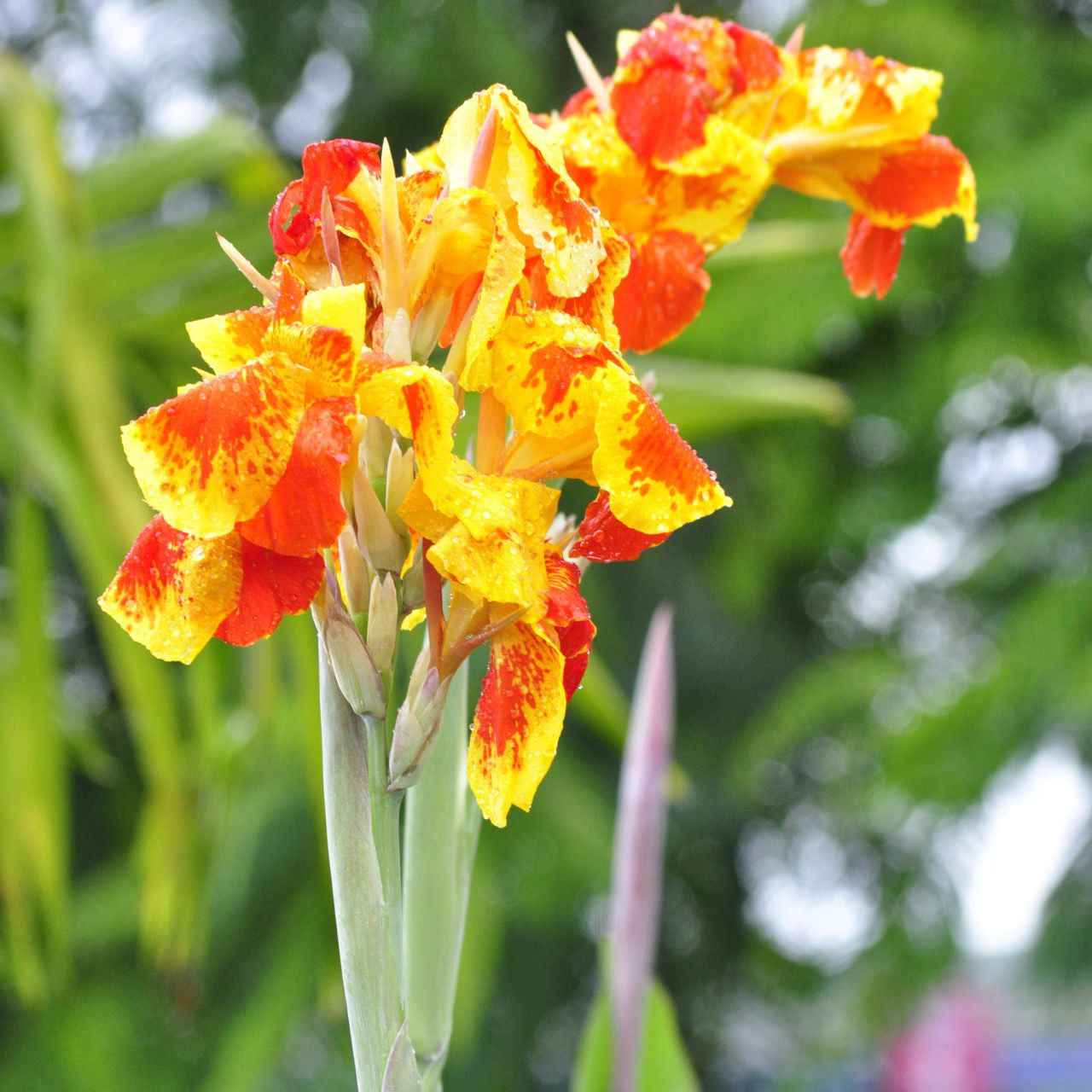 houseonthehill yellowflower ロンティ 80サイズ Summer_Image_Update_2023_30__3