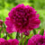40% Off Pinks Purples & Whites