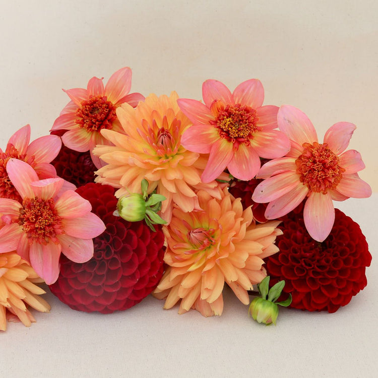 Dahlia Anemone Totally Tangerine