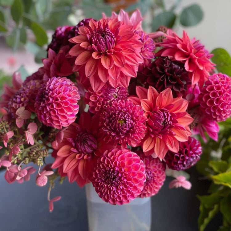 Dahlia Decorative American Dawn