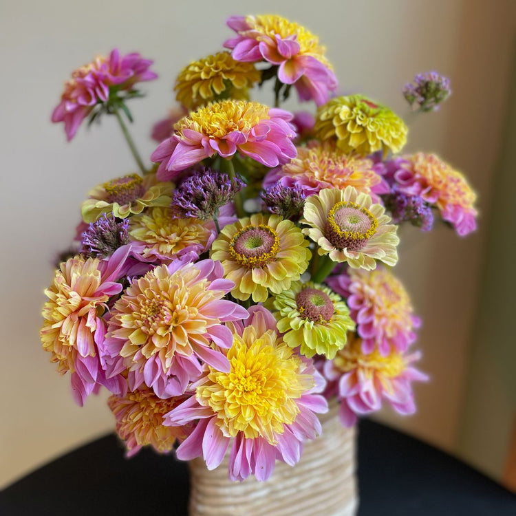 Dahlia Anemone Lifestyle