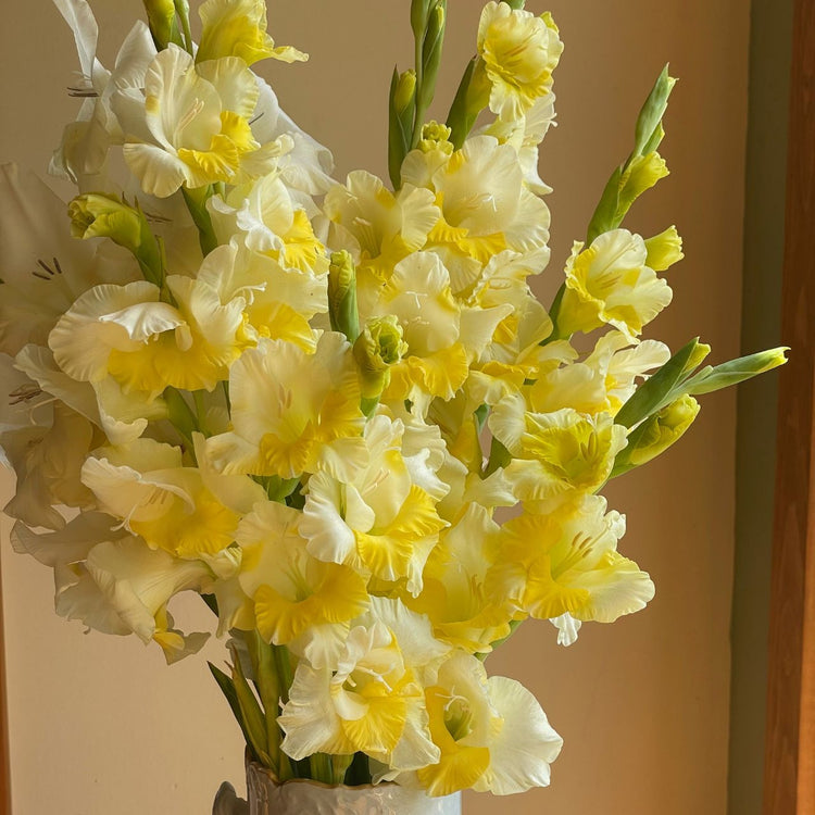 Gladiolus Large Flowering Banana Ice