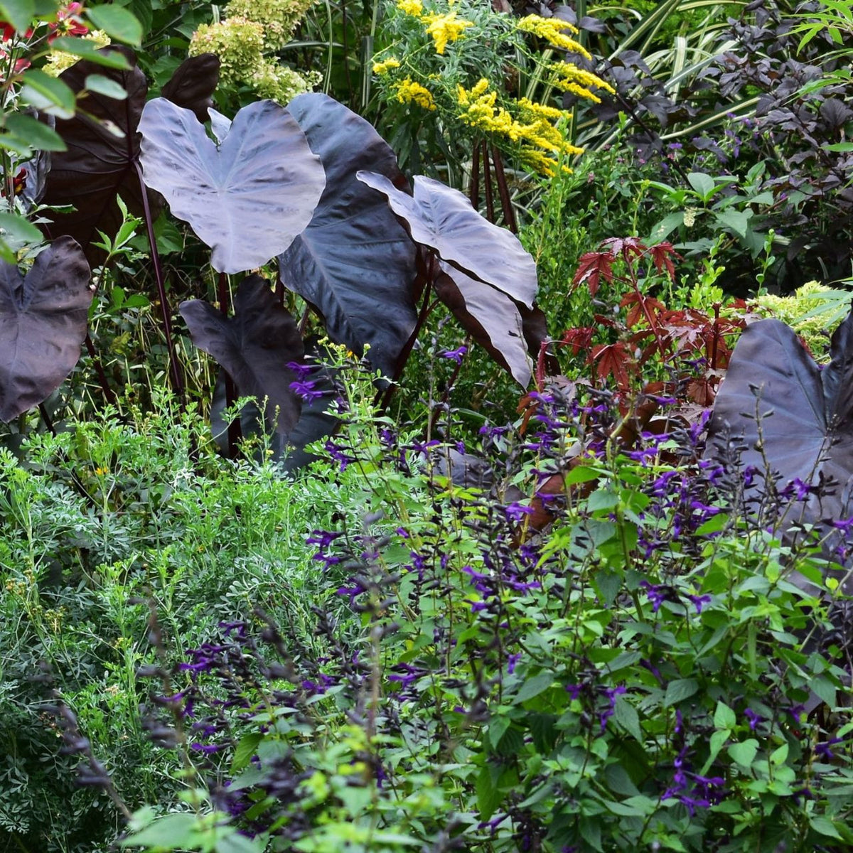 Colocasia Esculenta Diamond Head - 1 bulb