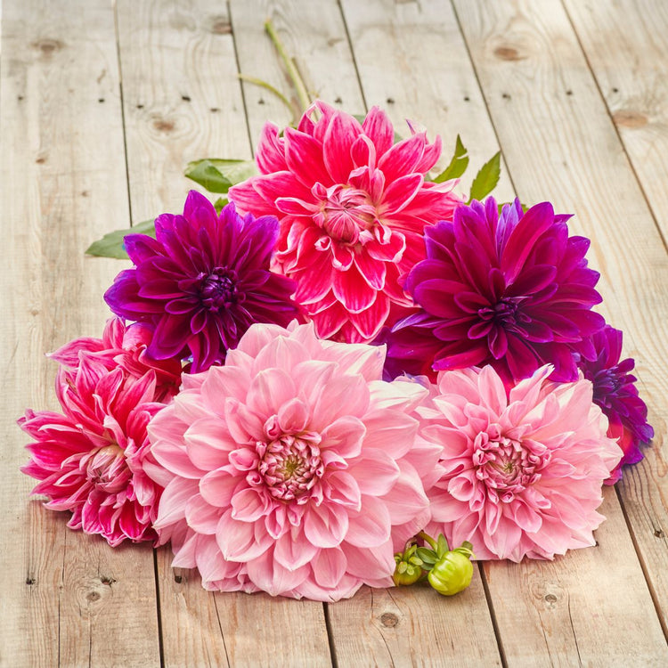 Dahlia Dinnerplate Summer Lovin Collection
