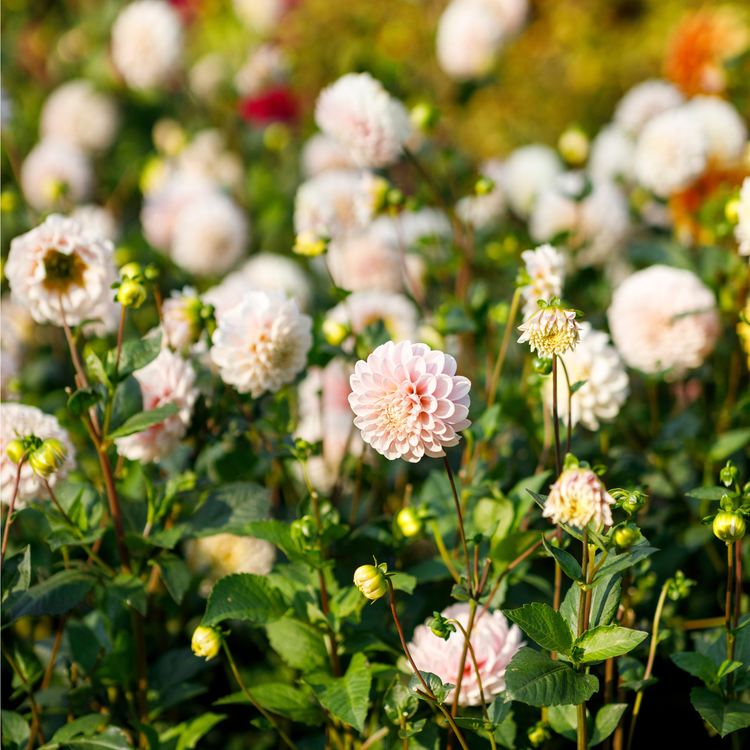 Dahlia Decorative Sweet Nathalie
