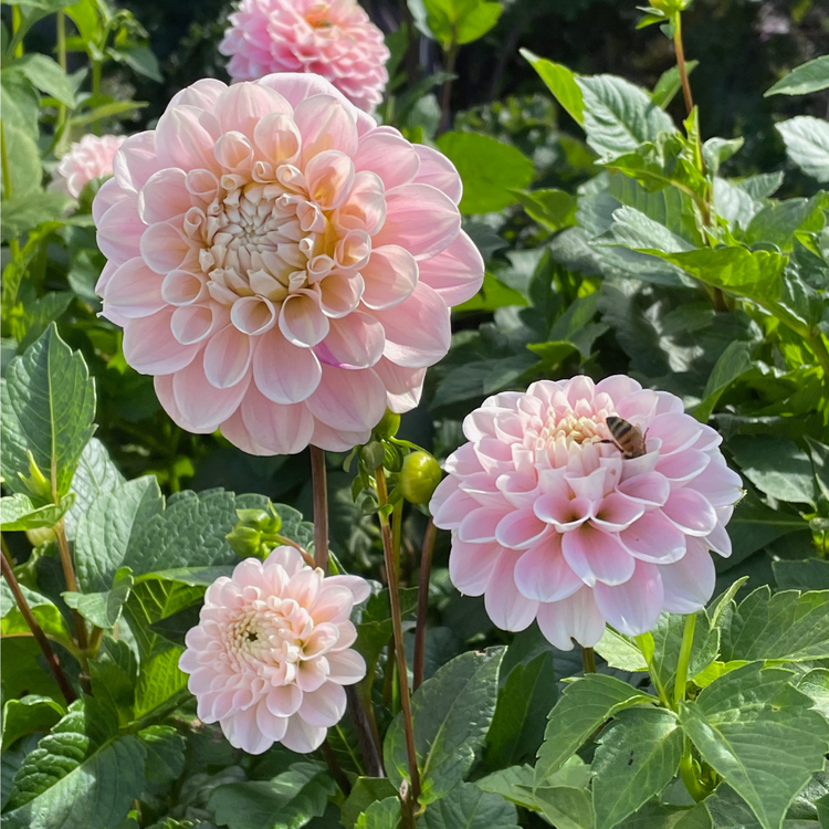 Dahlia Decorative Sweet Nathalie