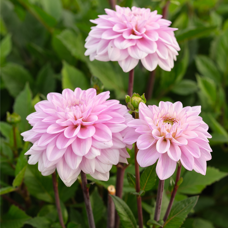 Dahlia Decorative Sweet Surprise