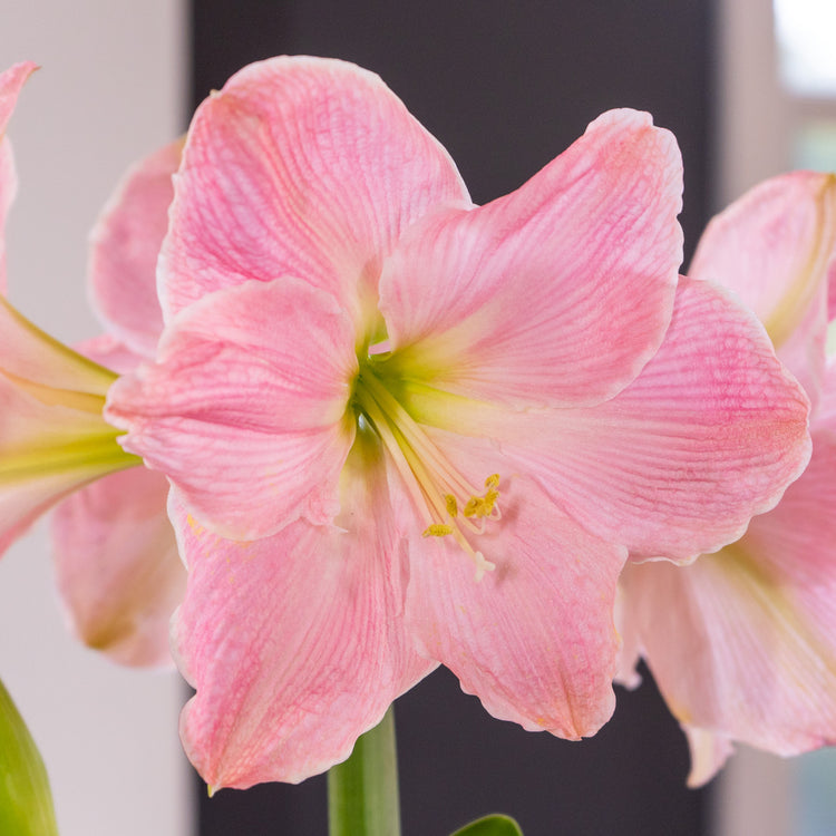 The extra-large, candy pink flowers of amaryllis Sweet Star.