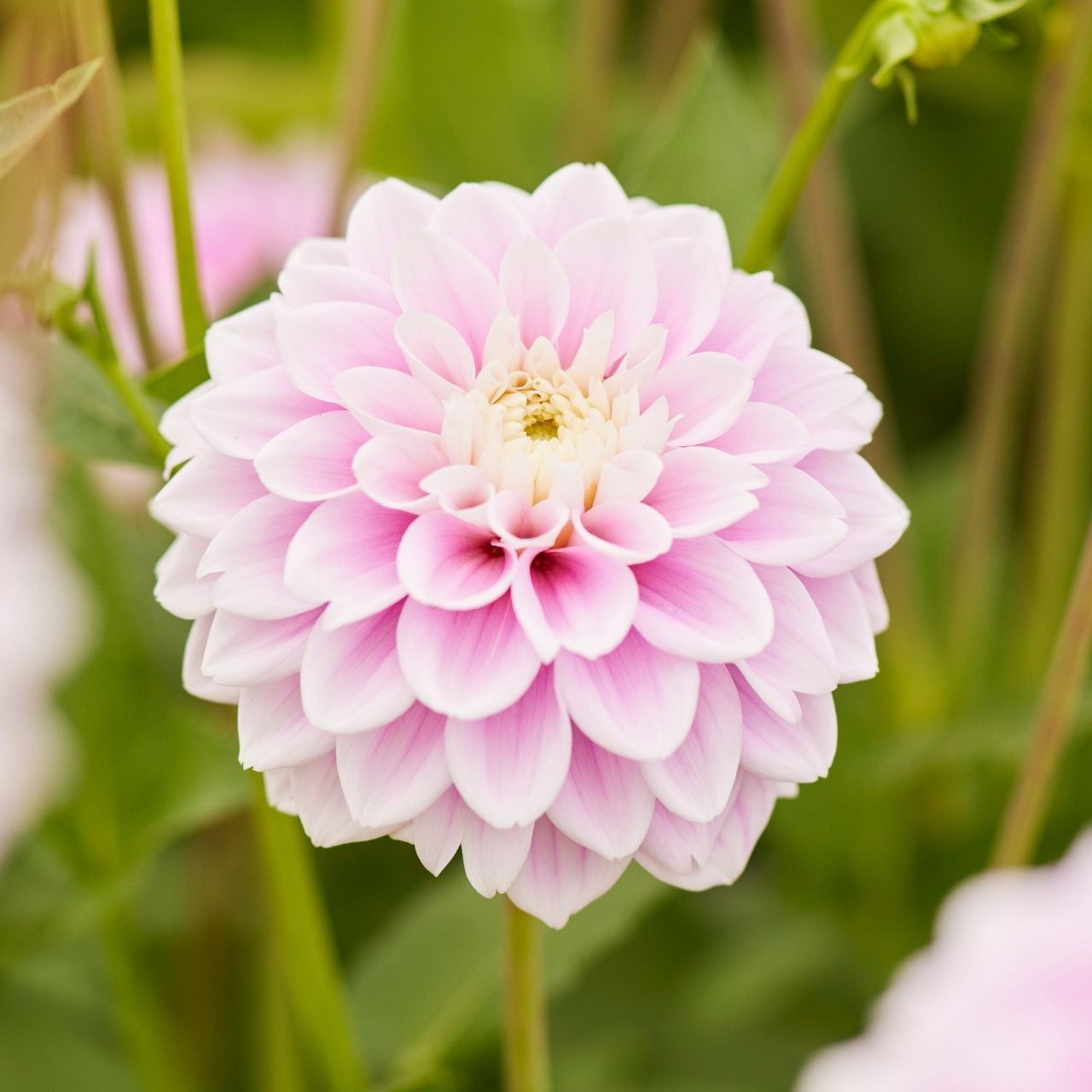 Dahlia Ball Sandra - 2 tuber clumps - Longfield Gardens
