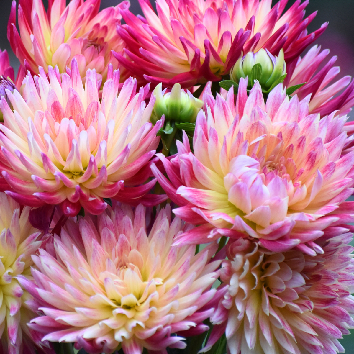 blume efeu Weißgrüner Efeu 'Glacier' kaufen
