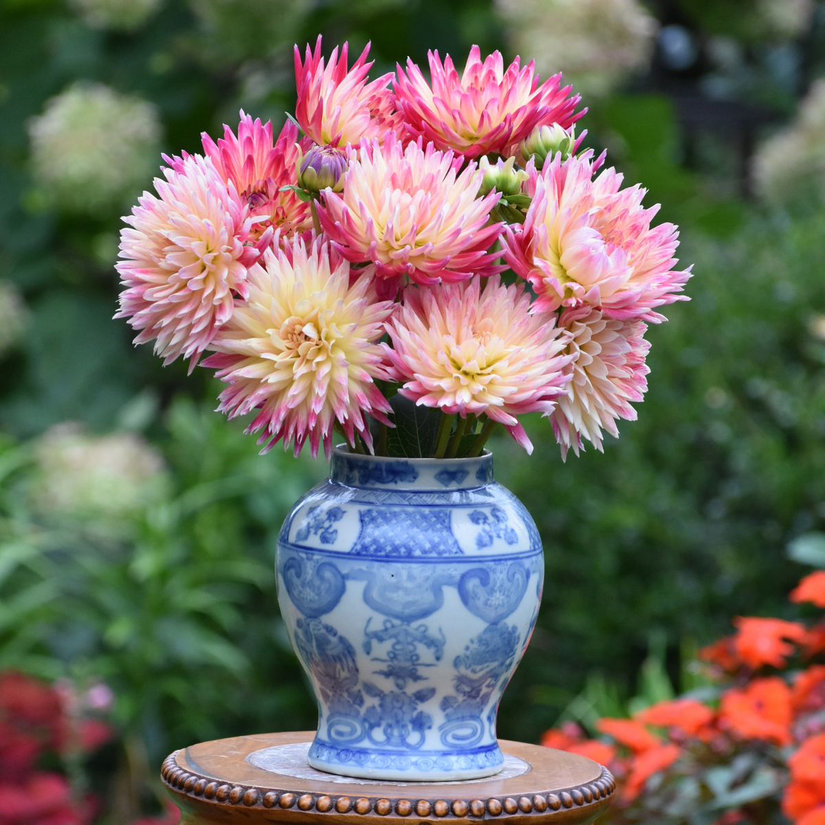 Dahlia Cactus Tahiti Sunrise - 2 tuber clumps - Longfield Gardens