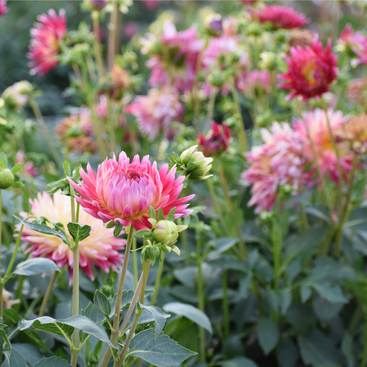Dahlia Cactus Tahiti Sunrise - 2 tuber clumps - Longfield Gardens