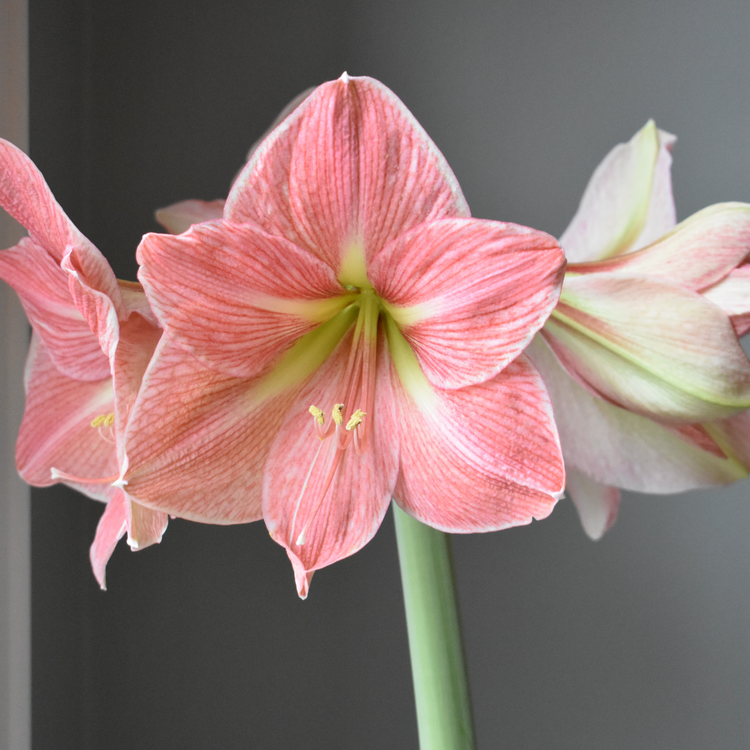 Amaryllis Single Terra Cotta Star