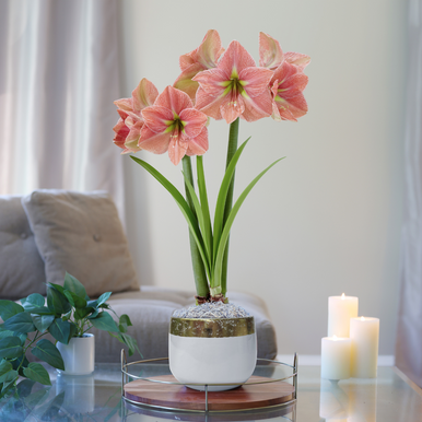 Amaryllis with Gold-Rimmed White Pot Growing Kit
