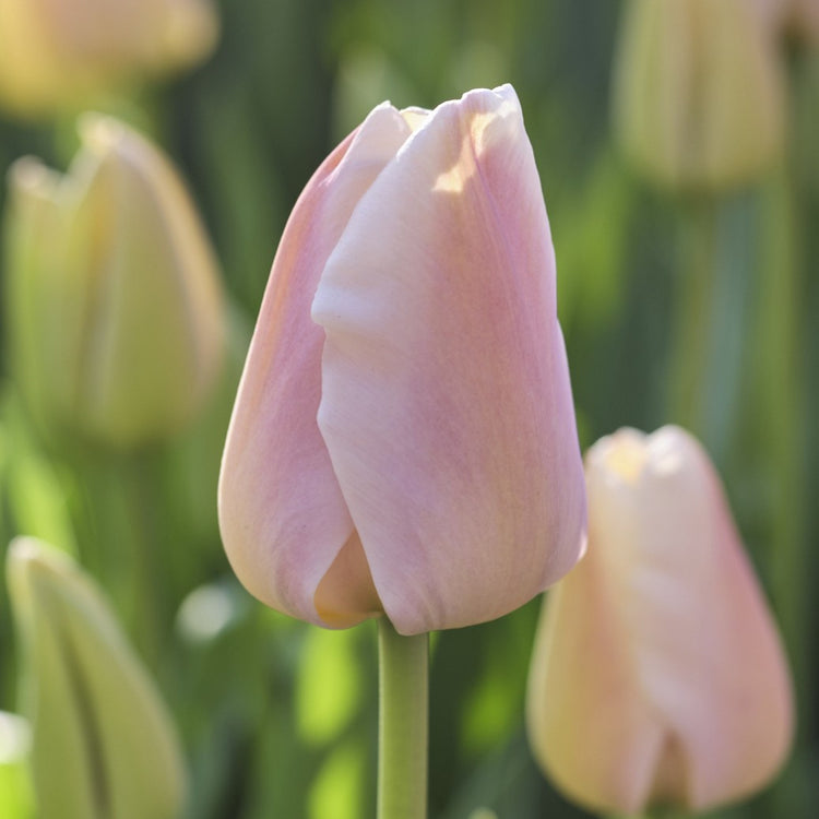 Tulip Darwin Hybrid Apricot Pride