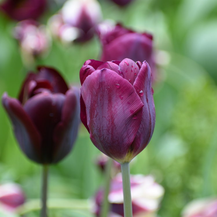 Tulip Triumph Continental