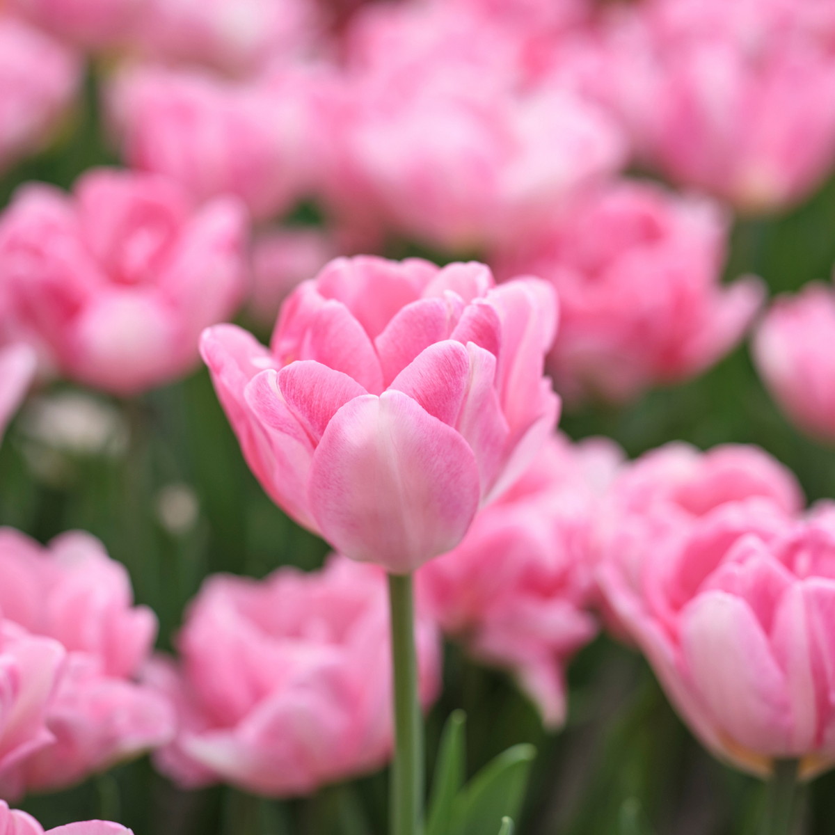 Tulip Double Early Foxtrot - 20 bulbs - Longfield Gardens