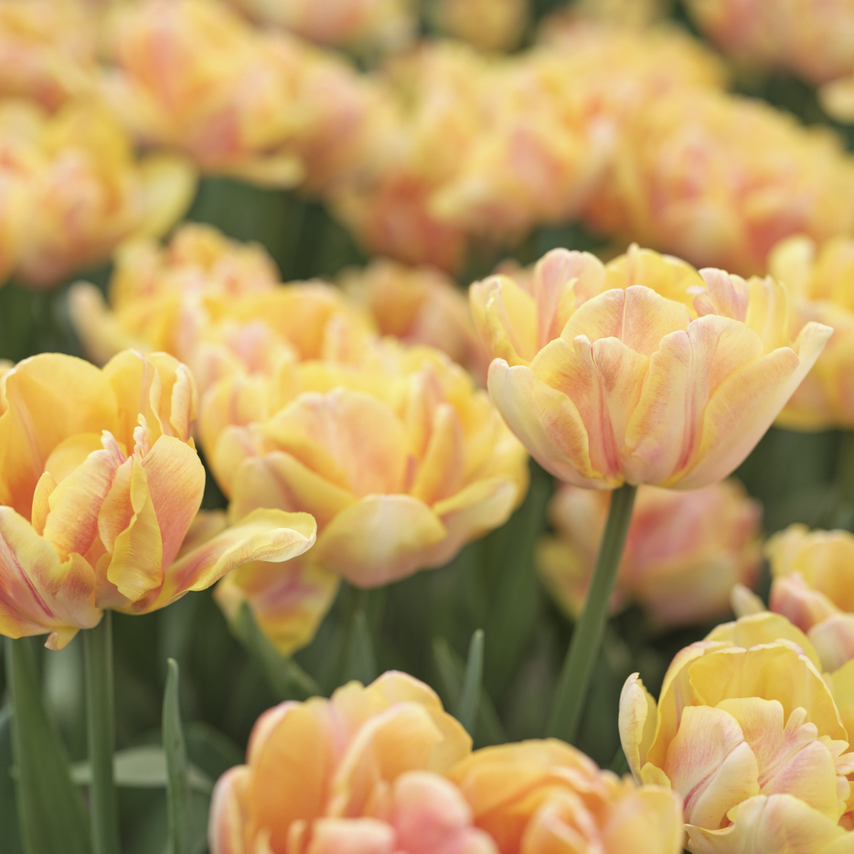 Tulip Double Early Foxy Foxtrot - 20 bulbs - Longfield Gardens