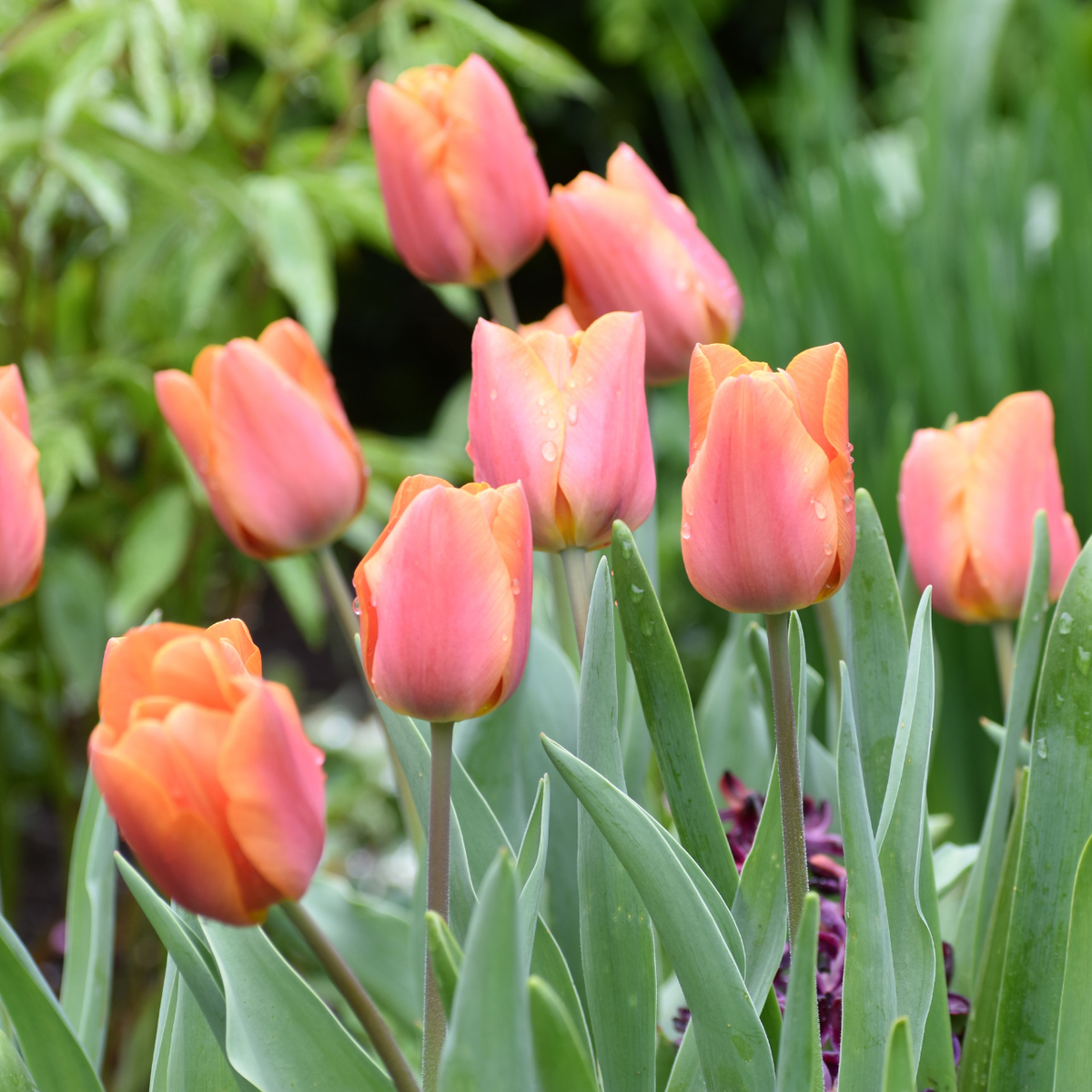 Tulip Triumph Jimmy - 20 bulbs - Longfield Gardens