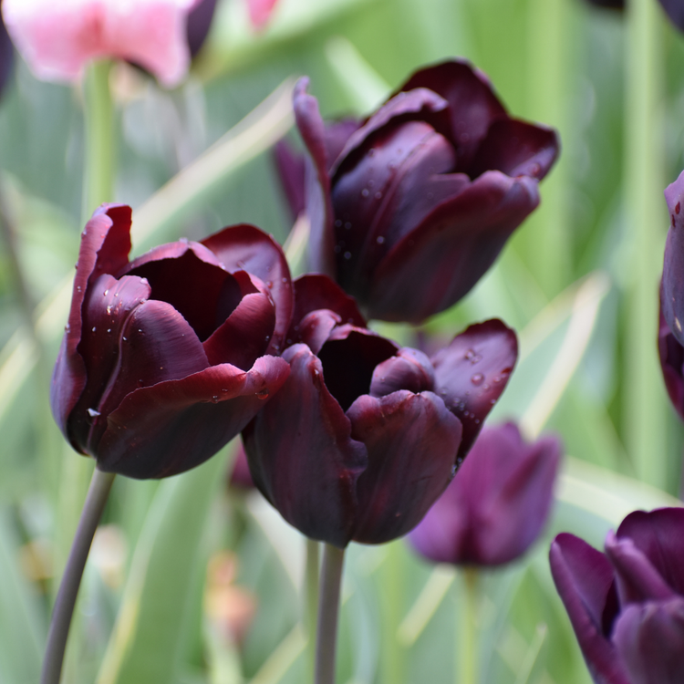 Tulip Triumph Paul Scherer