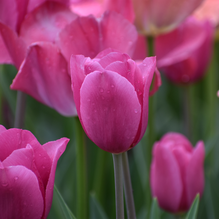 Tulip Triumph Purple Raven