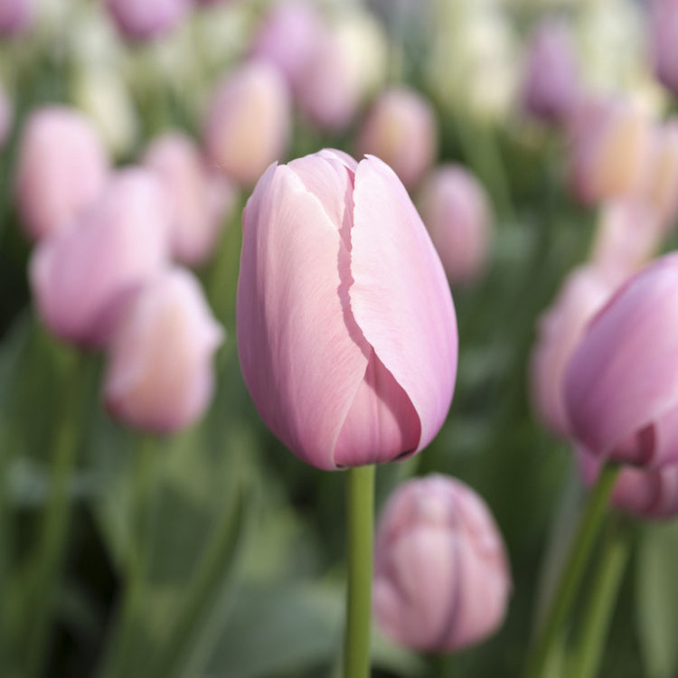 Tulip Darwin Hybrid Salmon Impression