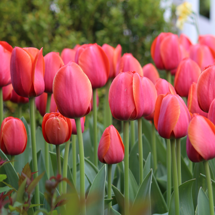 Tulip Darwin Hybrid Ad Rem