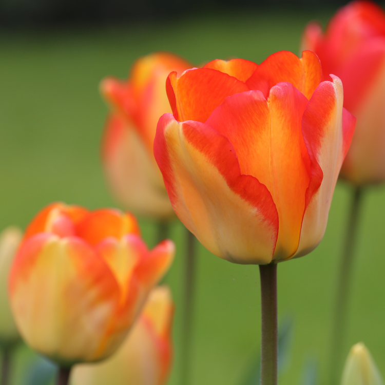 Tulip Darwin Hybrid American Dream