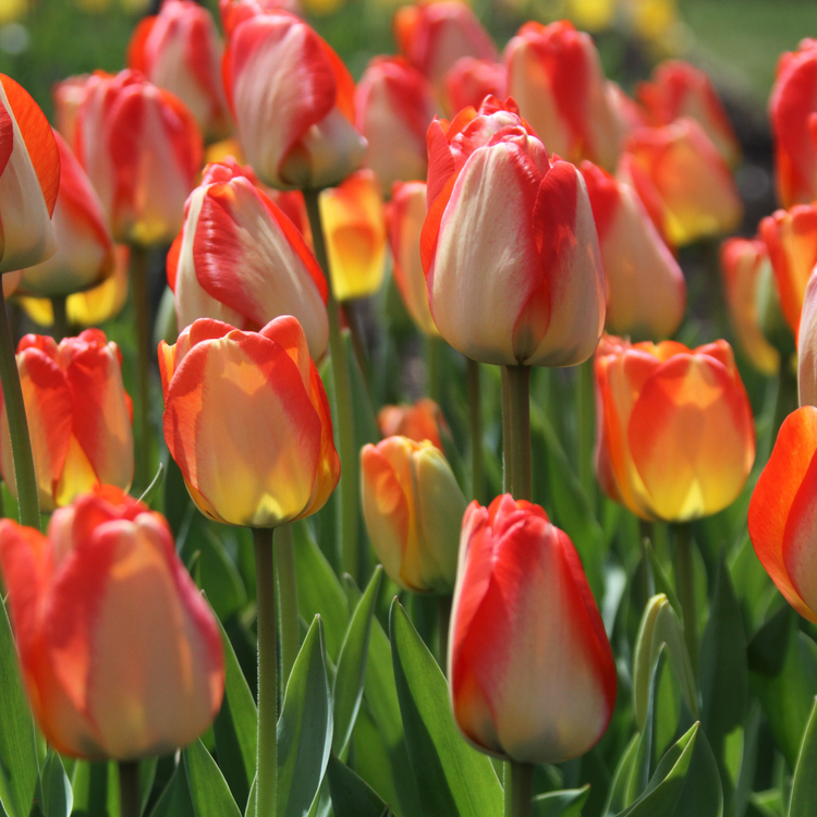 Tulip Darwin Hybrid American Dream