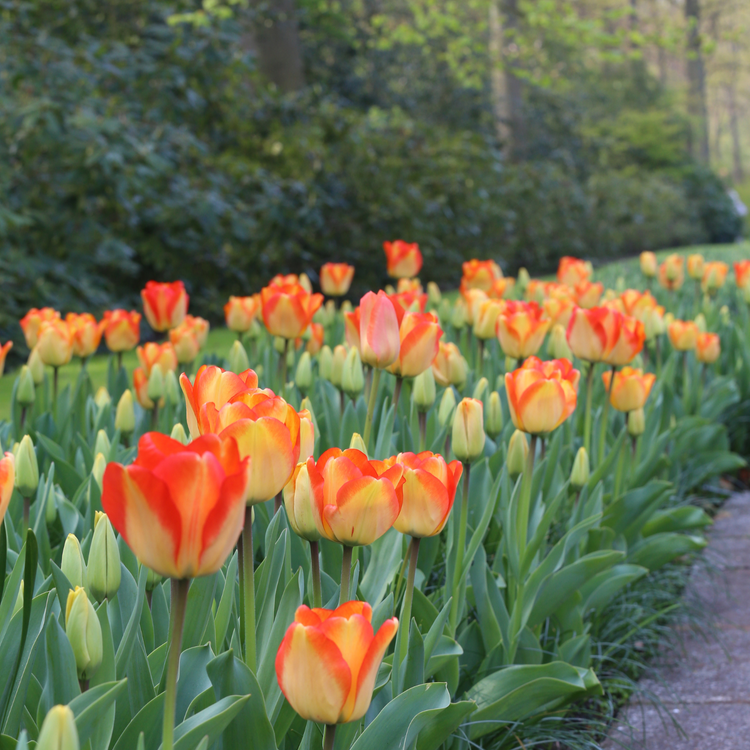 Tulip Darwin Hybrid American Dream