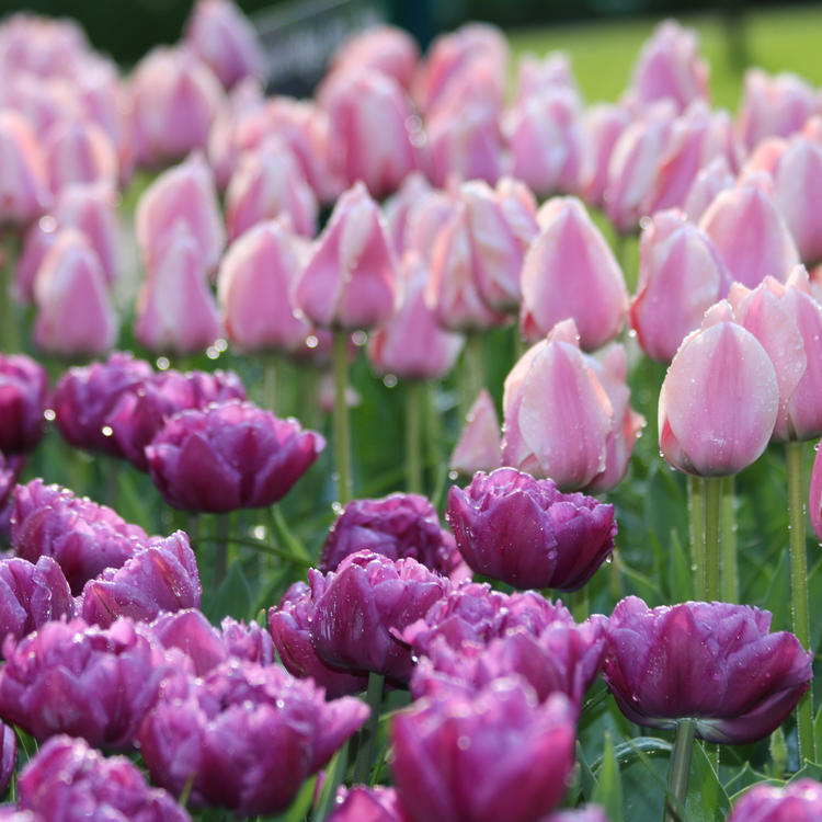 Tulip Triumph Apricona