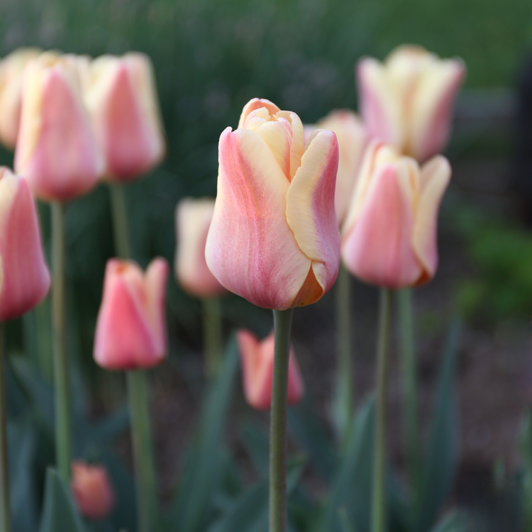 Tulip Triumph Apricot Foxx