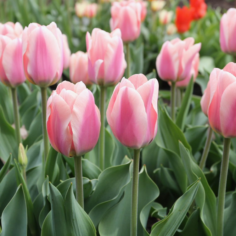 Tulip Triumph Apricona
