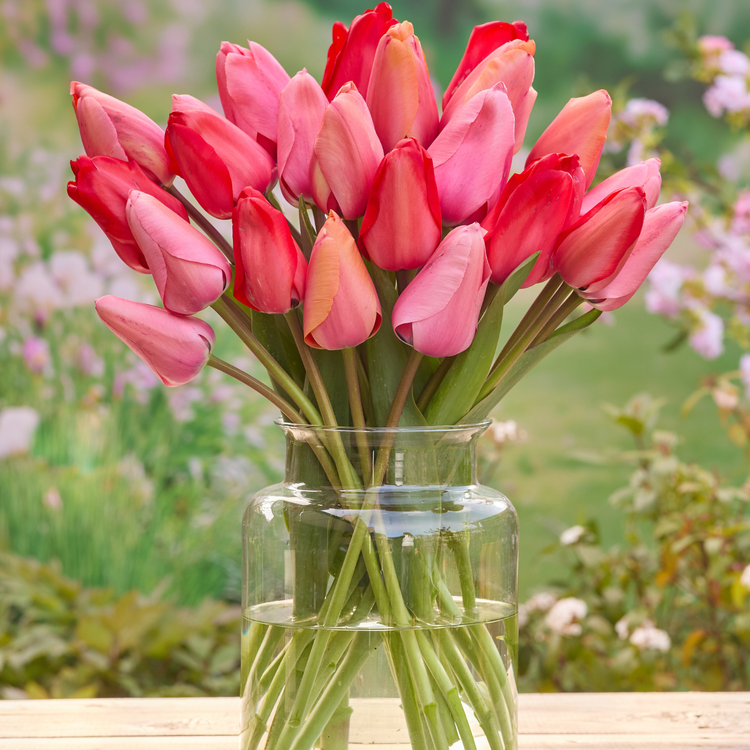 Tulip Darwin Hybrid Apricot Impression