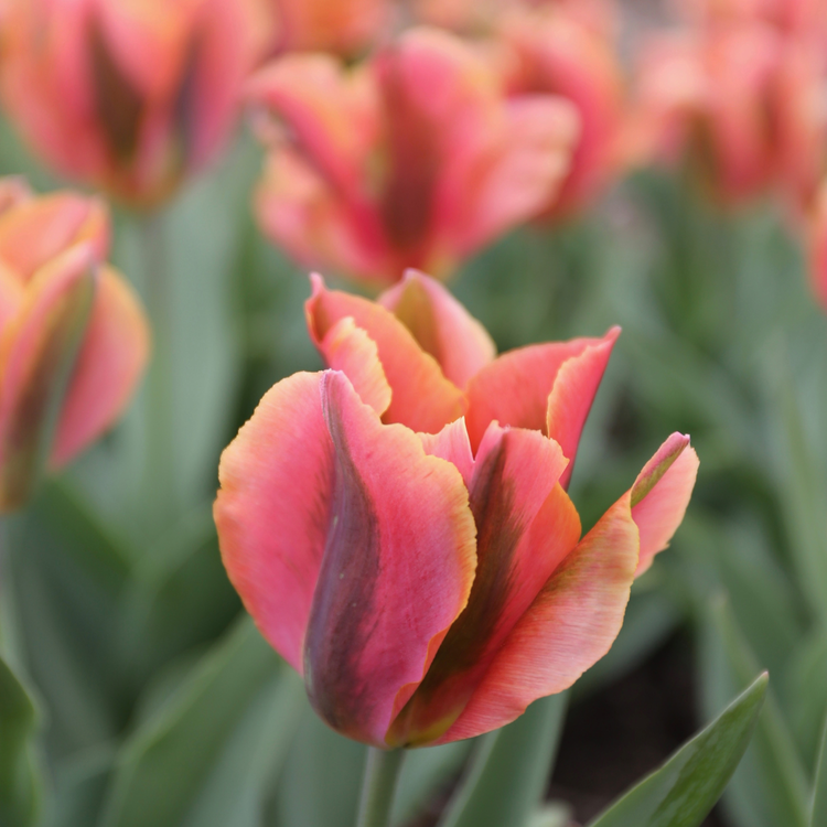 Tulip Viridiflora Artist
