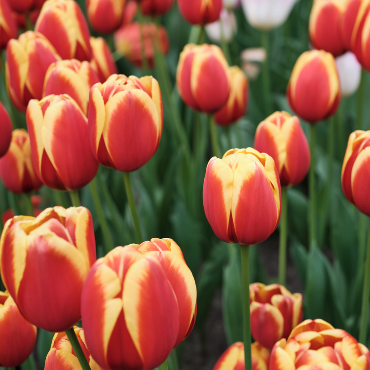 Tulip Darwin Hybrid Aspiration