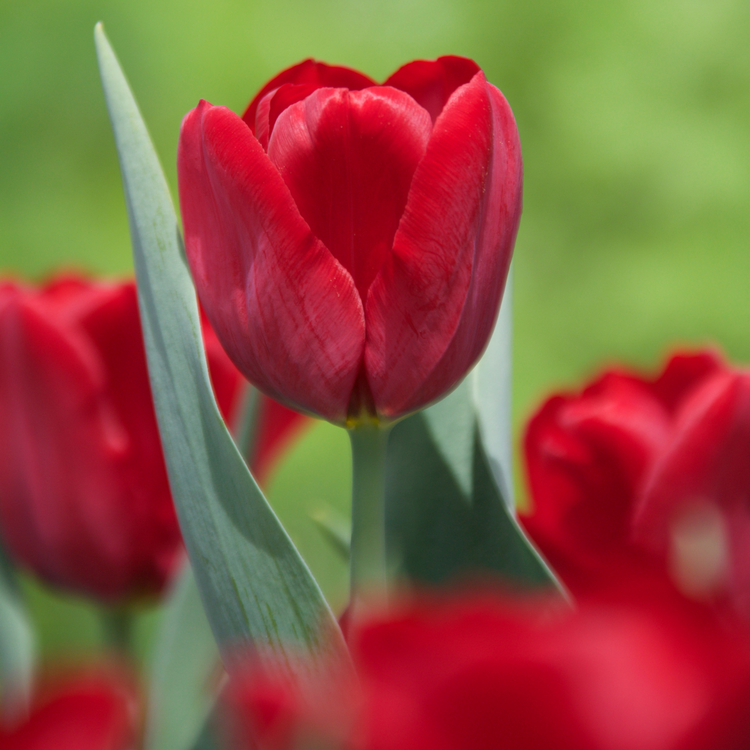Tulip Triumph Bastogne