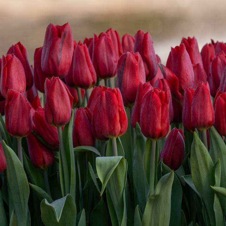Tulip Triumph Bastogne
