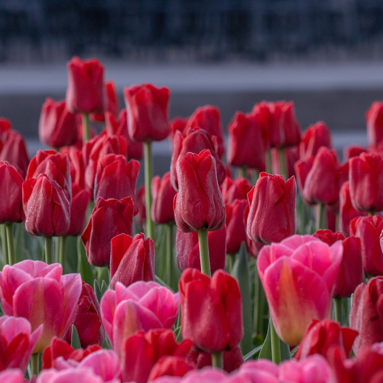 Tulip Triumph Bastogne