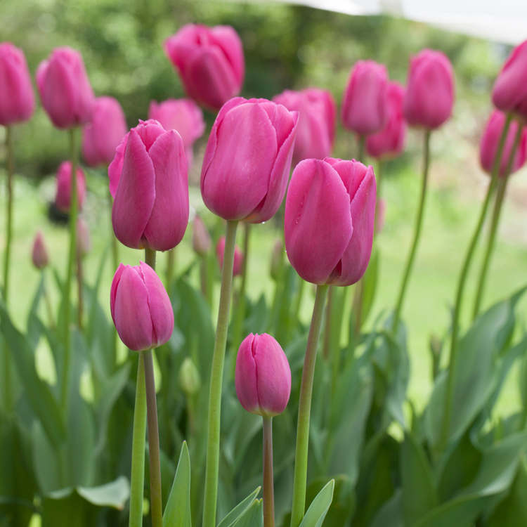 Tulip Triumph Barcelona