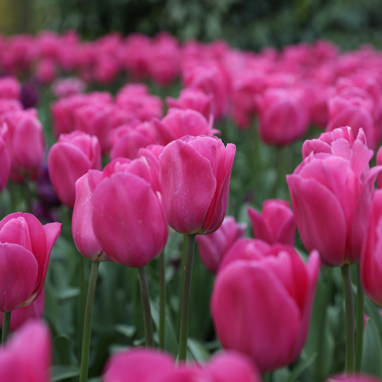 Tulip Triumph Barcelona