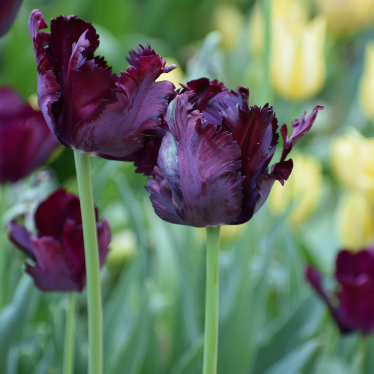 Tulip Black Parrot