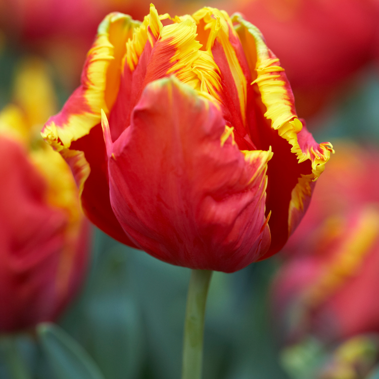 Tulip Bright Parrot
