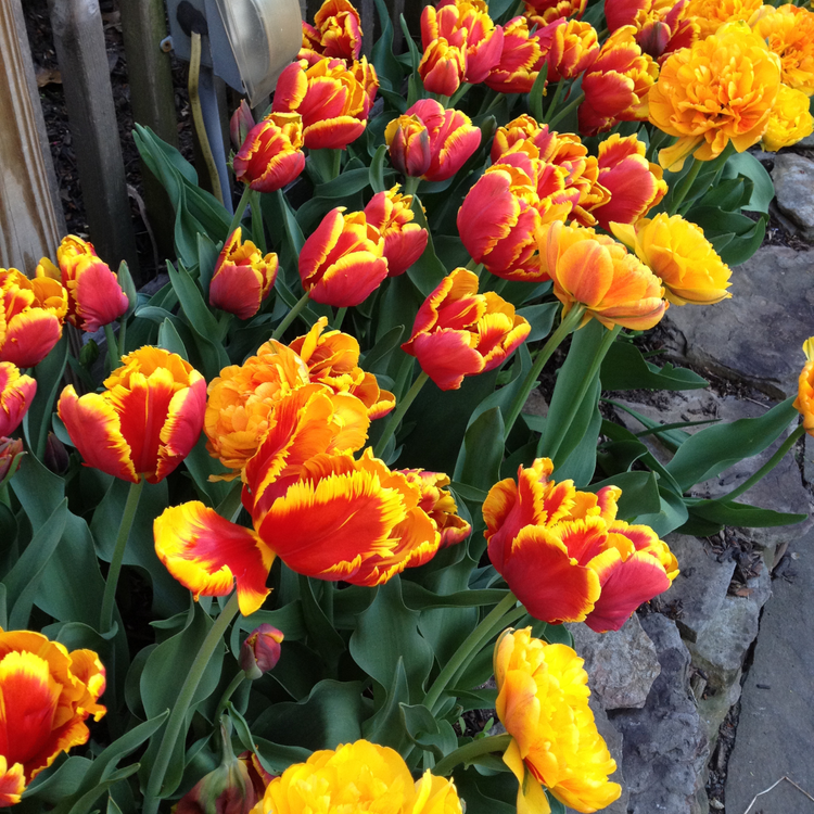Tulip Bright Parrot