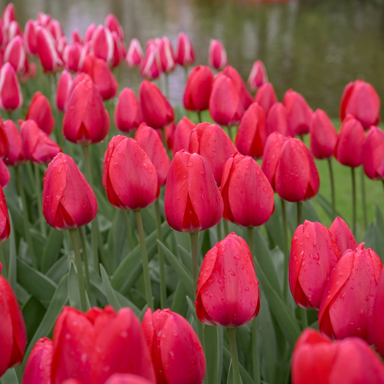 Tulip Darwin Hybrid Cherry Delight