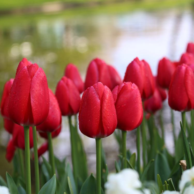 Tulip Darwin Hybrid Cherry Delight